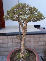 chuyên bonsai