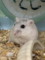 Hamster Nhà Lyn